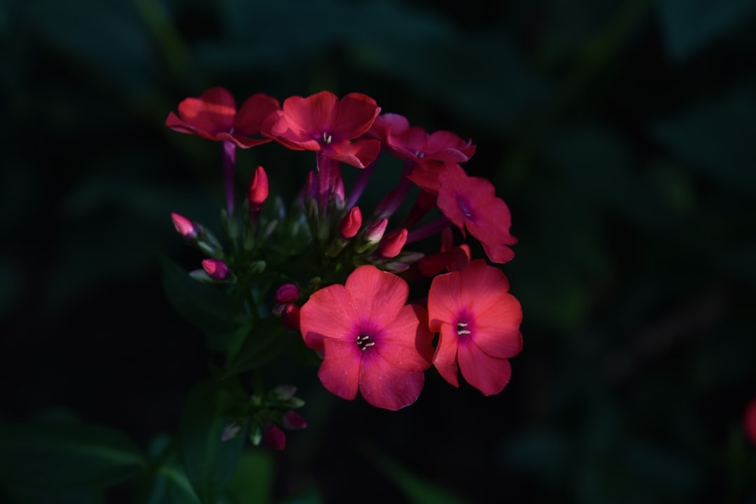 Flowers That Bloom at Night and Smell Good: A Practical Guide