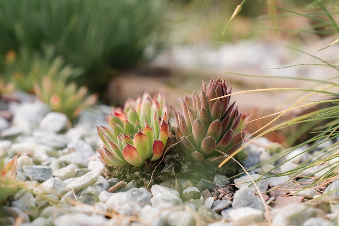 Best Flowers for a Rock Garden: What Actually Grows and Thrives