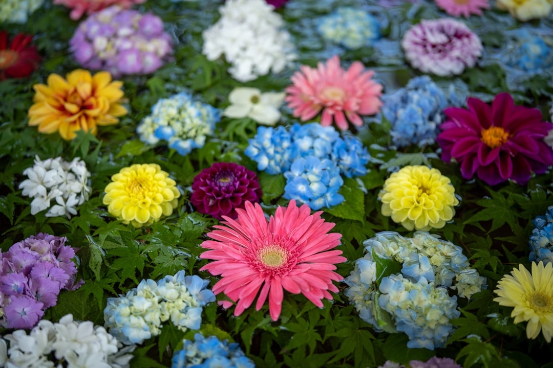 Fastest Growing Flowers from Seed: From Soil to Bloom in Weeks