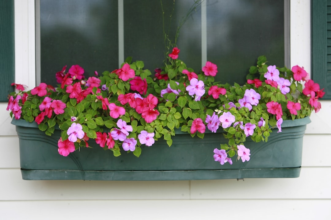 Best Flowers for Window Boxes: A Small-Space Gardener’s Guide