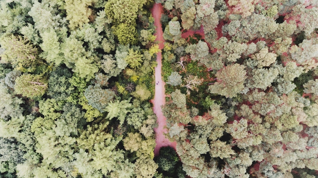 Flowers That Change Color: The Science, the Varieties, and What to Actually Grow