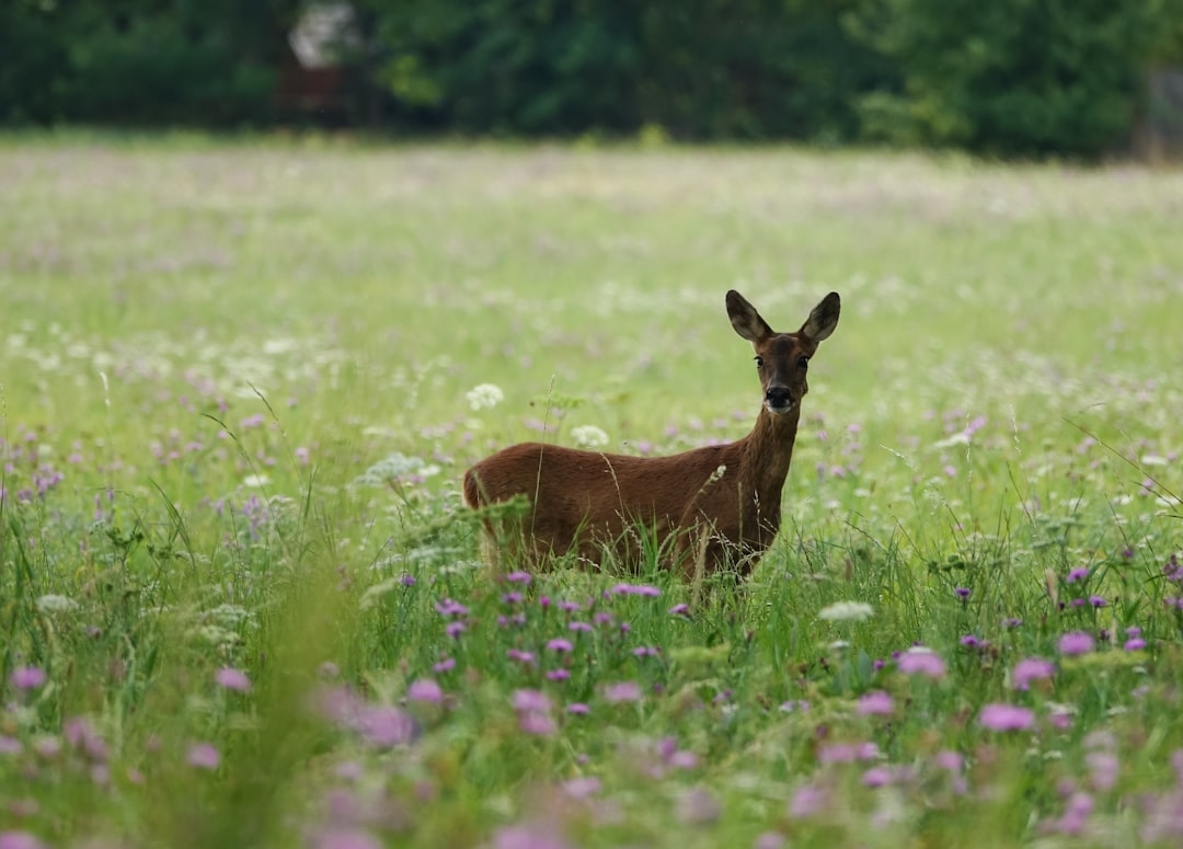 What Flowers Are Deer Resistant? A Complete Guide to Blooms Deer Won’t Touch